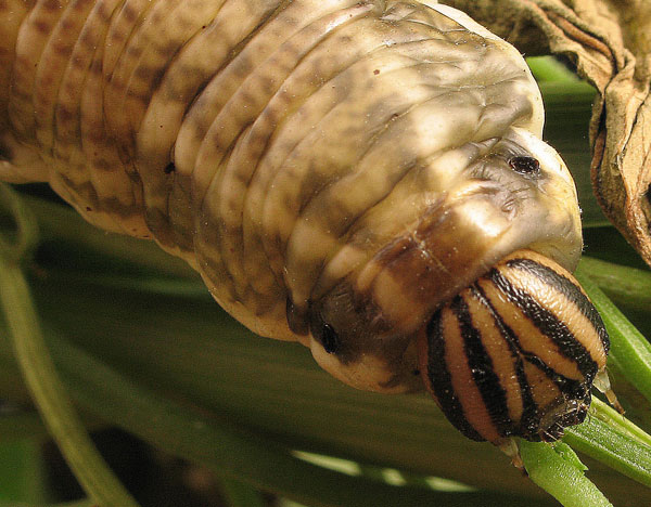 Bruco di sfinge del convolvolo Agrius convolvuli