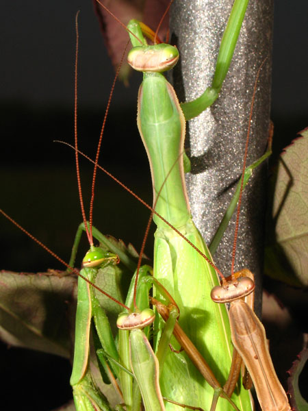 ooteca di Mantis religiosa