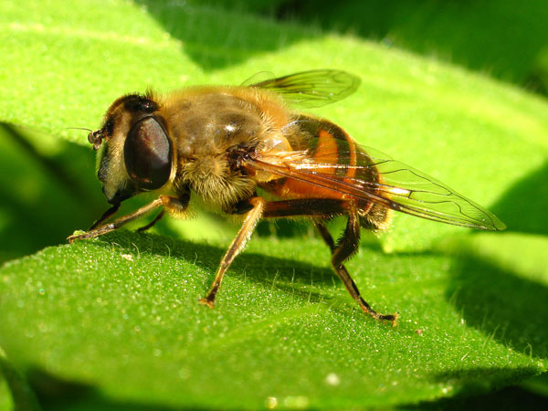 Eristalis tenax