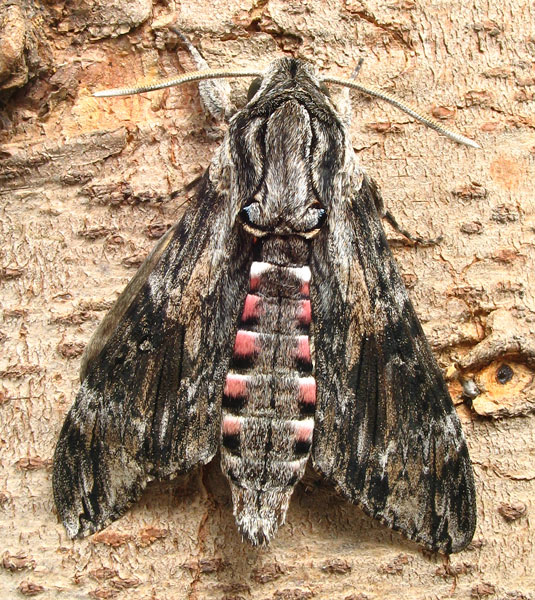 Bruco di sfinge del convolvolo Agrius convolvuli