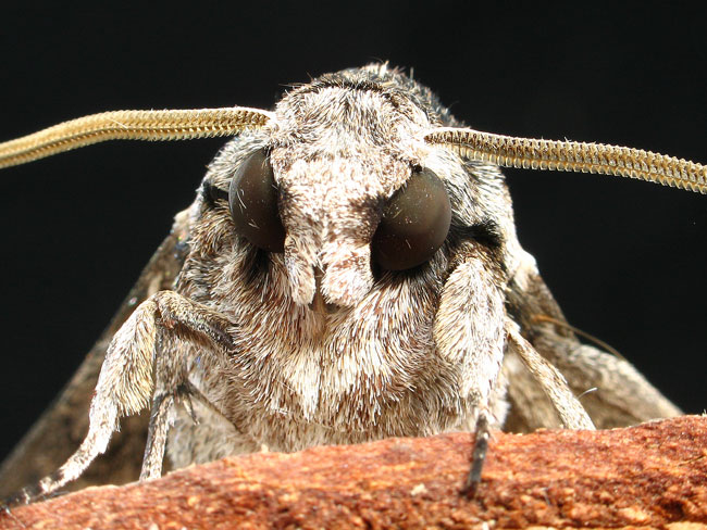 Bruco di sfinge del convolvolo Agrius convolvuli