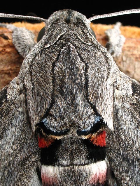 Bruco di sfinge del convolvolo Agrius convolvuli