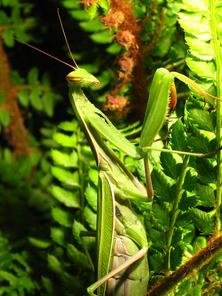 La nostra mantide domestica