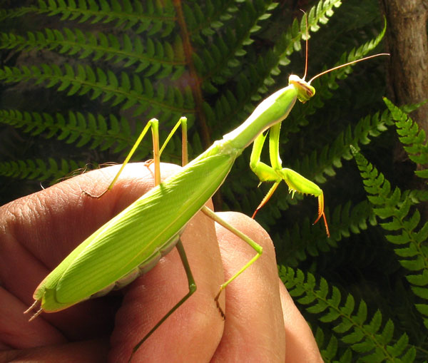 La nostra mantide domestica