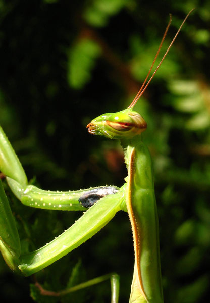 La nostra mantide domestica