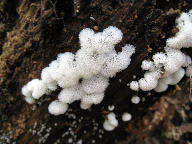 Dal bianco al viola..