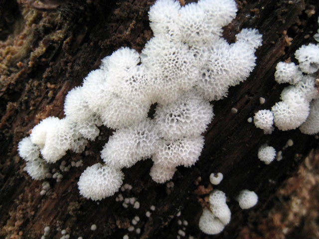 Dal bianco al viola..