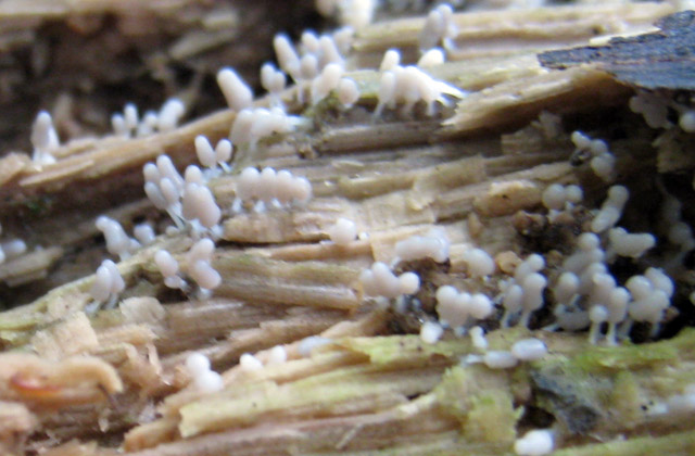 Dal bianco al viola..