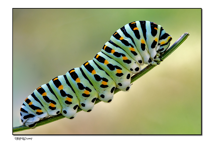 Papilio Macaone