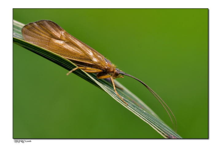 little flyer