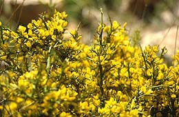 Genista Hispanica L. / Ginestra Ispanica