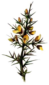 Genista Hispanica L. / Ginestra Ispanica