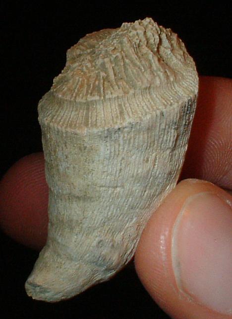 Pliocene: probabile corallo!