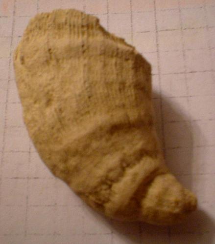 Pliocene: probabile corallo!