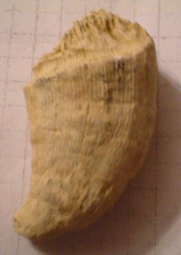 Pliocene: probabile corallo!
