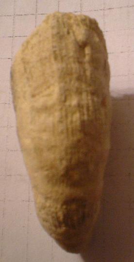 Pliocene: probabile corallo!