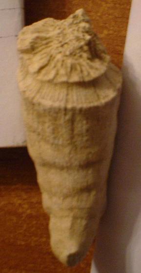 Pliocene: probabile corallo!