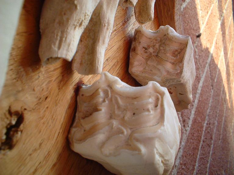 Denti fossili, Plio-pleistocene, Villafranca d''Asti