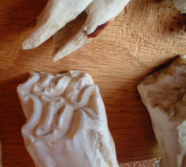 Denti fossili, Plio-pleistocene, Villafranca d''Asti