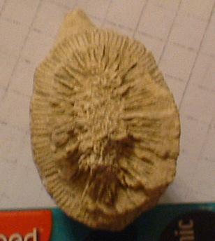 Pliocene: probabile corallo!