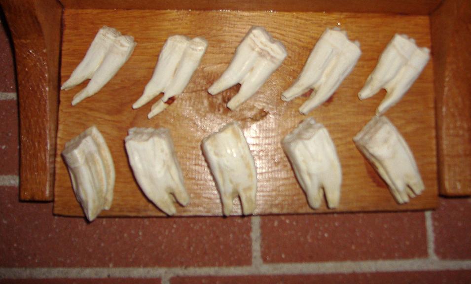 Denti fossili, Plio-pleistocene, Villafranca d''Asti