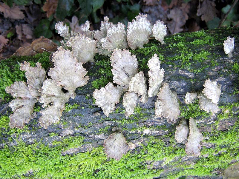 Schizophyllum comune? (Schizophyllum commune)