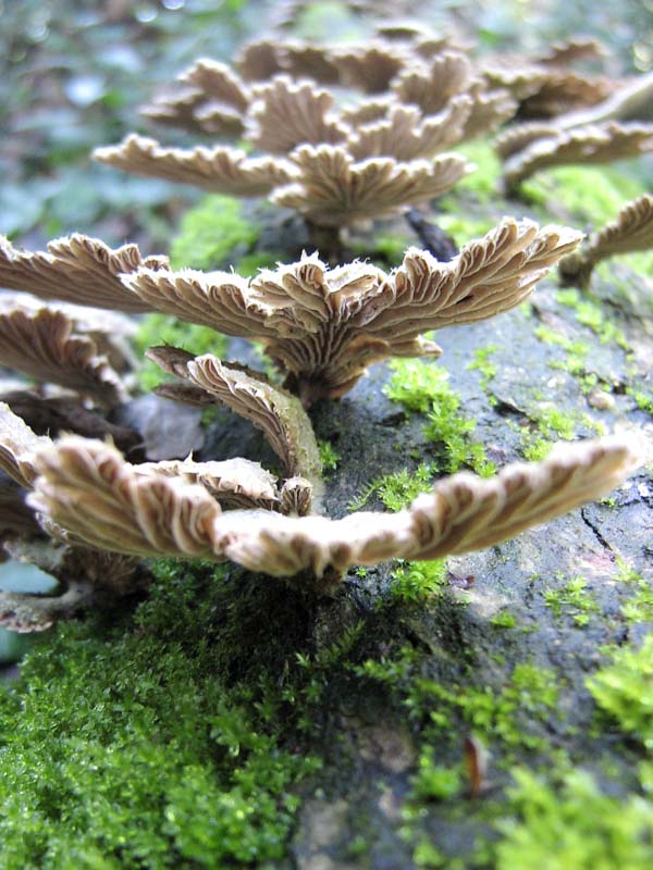 Schizophyllum comune? (Schizophyllum commune)