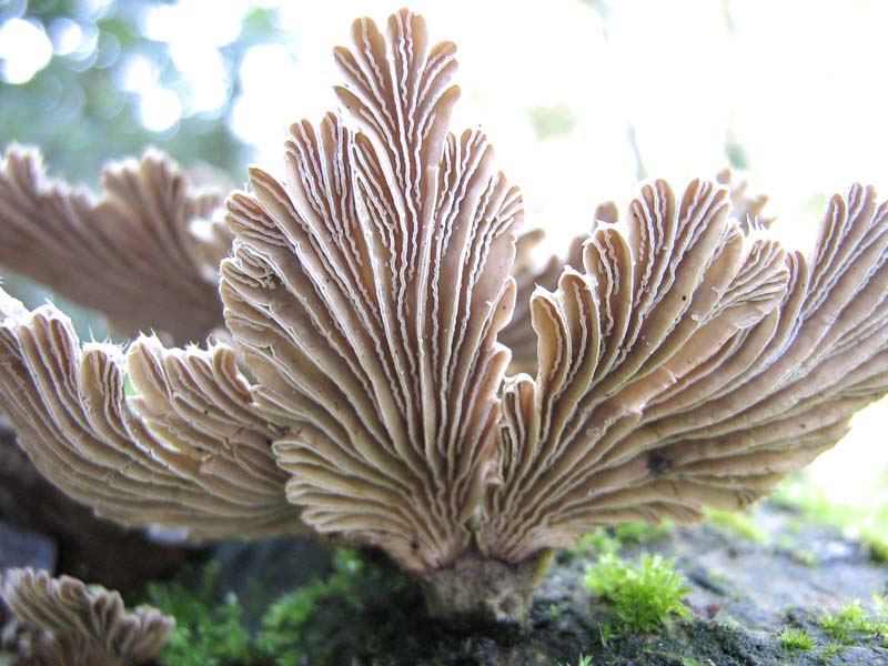 Schizophyllum comune? (Schizophyllum commune)