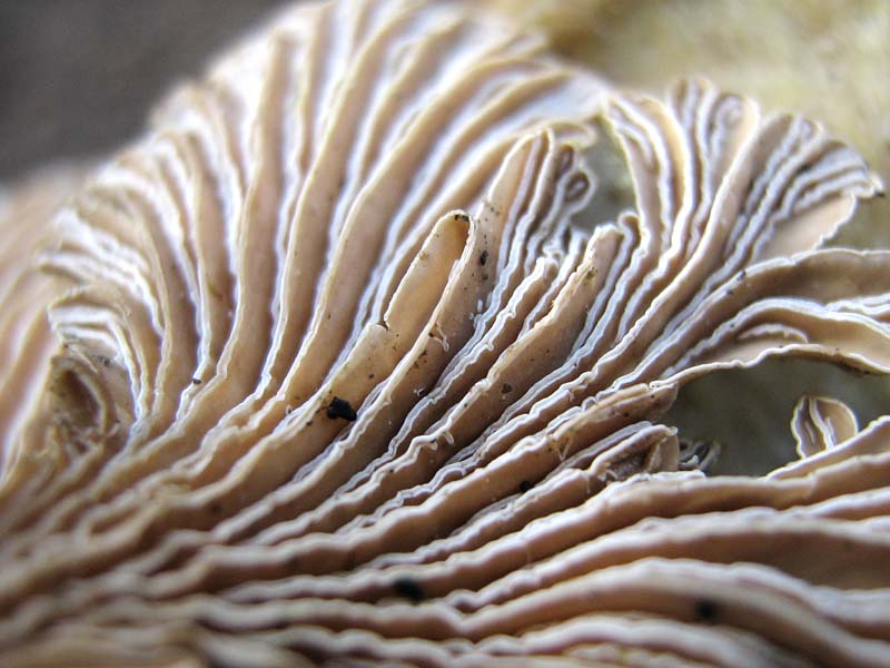 Schizophyllum comune? (Schizophyllum commune)