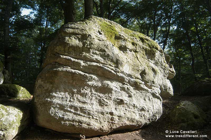 faggeta monte cimino (VT)