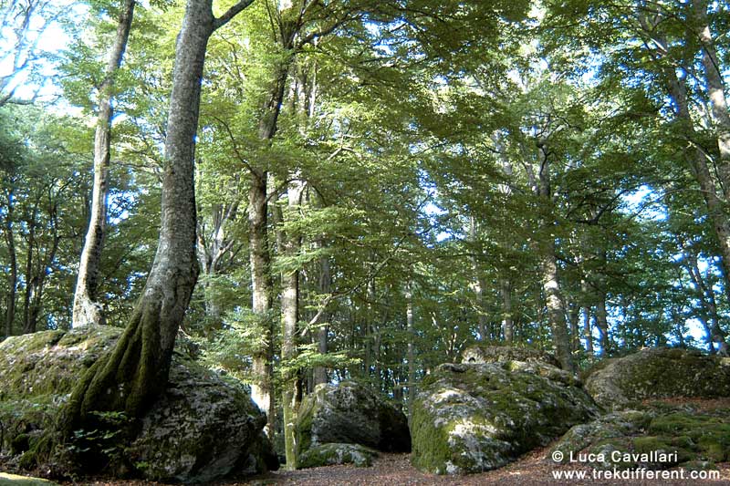 faggeta monte cimino (VT)