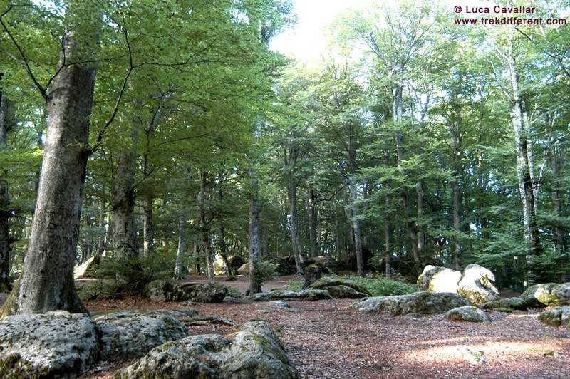 faggeta monte cimino (VT)