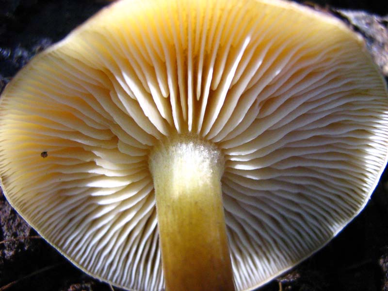 NEOFITA FOTO