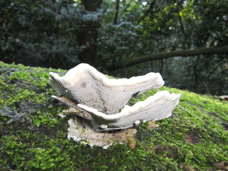 Schizophyllum comune? (Schizophyllum commune)