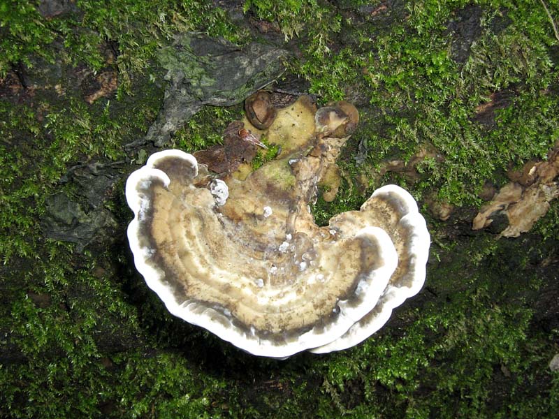 Schizophyllum comune? (Schizophyllum commune)