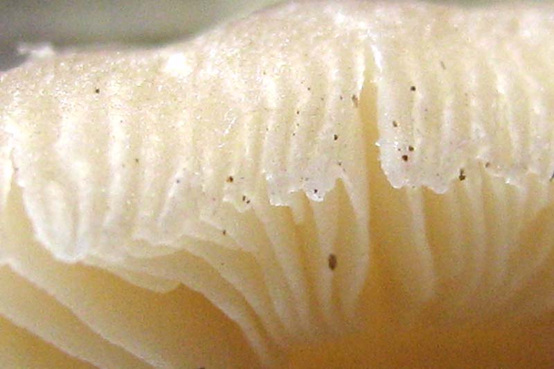 pensavo ad una mycena??