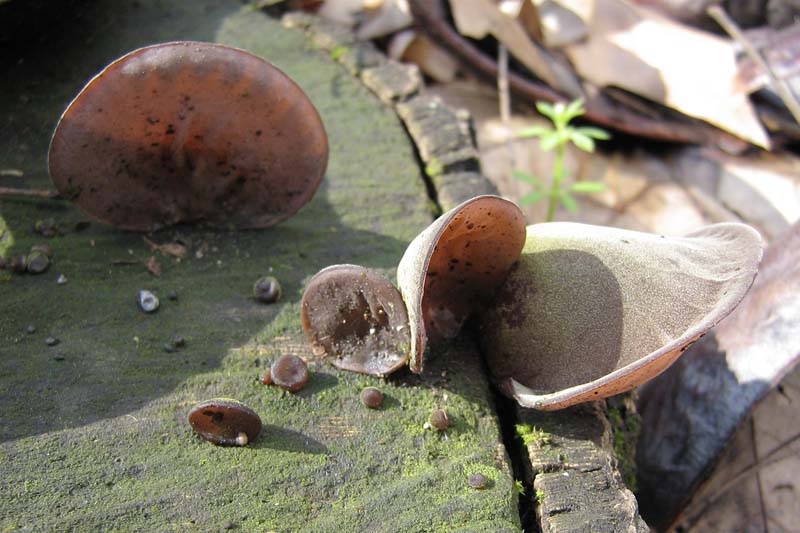 Auricularia auricula-judae??