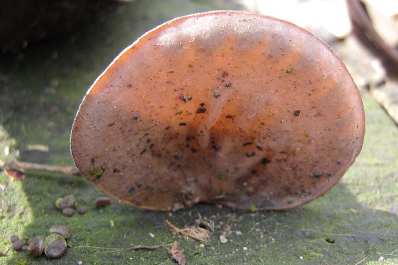 Auricularia auricula-judae??