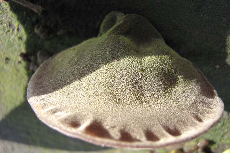 Auricularia auricula-judae??