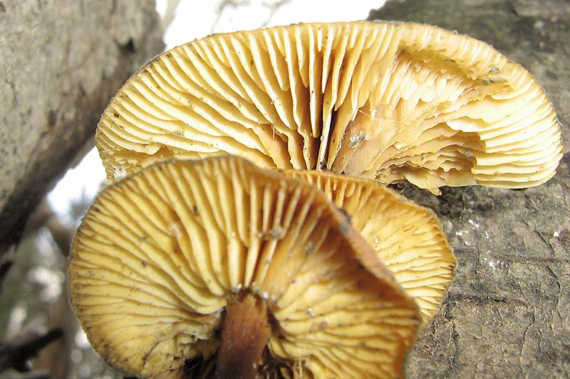 genere collybia??