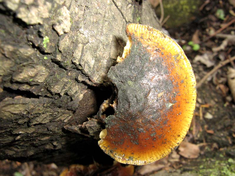 genere collybia??