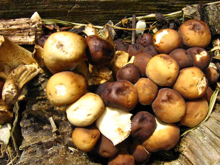I Funghi primaverili: Agrocybe aegerita