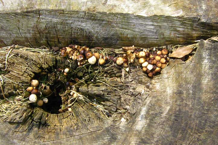 I Funghi primaverili: Agrocybe aegerita