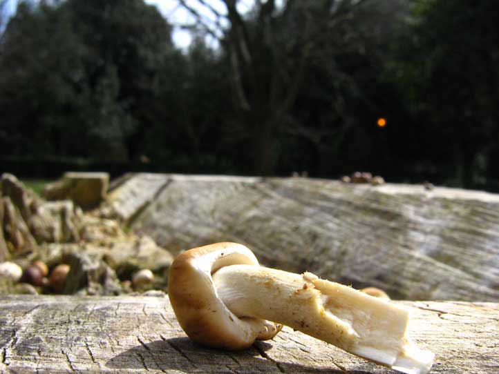 I Funghi primaverili: Agrocybe aegerita
