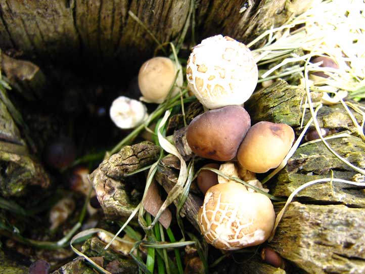 I Funghi primaverili: Agrocybe aegerita