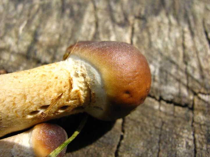 I Funghi primaverili: Agrocybe aegerita