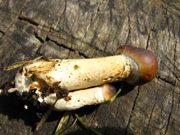 I Funghi primaverili: Agrocybe aegerita