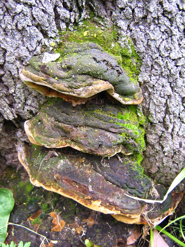 polyporus con lucertola??? (Phellinus torulosus)