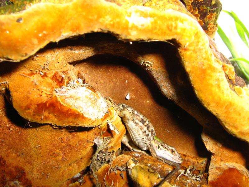 polyporus con lucertola??? (Phellinus torulosus)