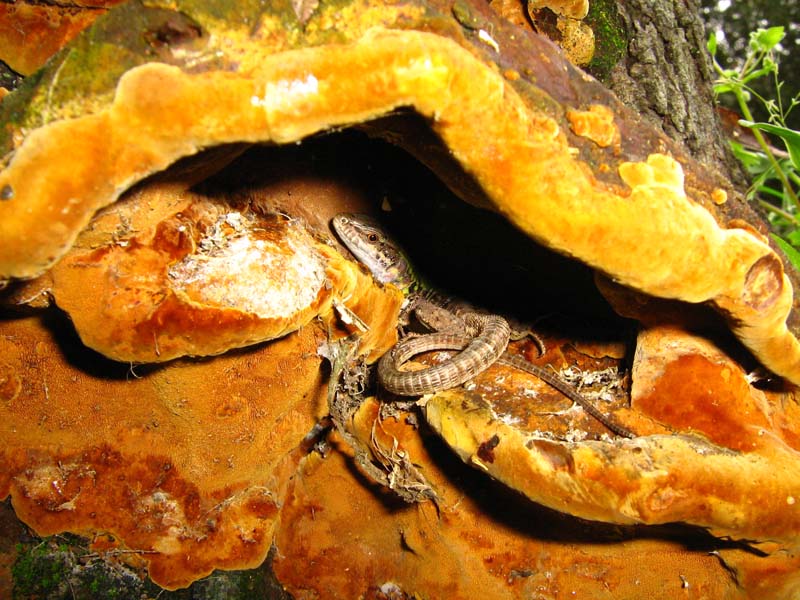 polyporus con lucertola??? (Phellinus torulosus)